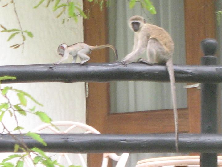 Kenya 133